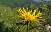 81 Enula scabra (Inula hirta)